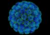 Investigadores mexicanos desarrollan cura para el Virus del Papiloma Humano