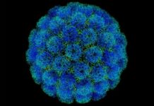 Investigadores mexicanos desarrollan cura para el Virus del Papiloma Humano