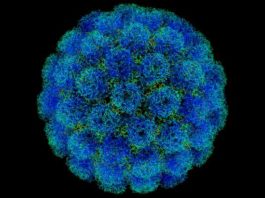 Investigadores mexicanos desarrollan cura para el Virus del Papiloma Humano