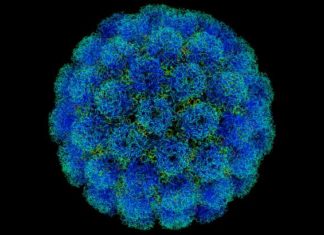 Investigadores mexicanos desarrollan cura para el Virus del Papiloma Humano